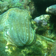 Image for article titled Another reason why cuttlefish are masters of disguise